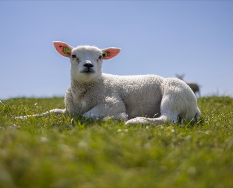 Lamm im Frühling